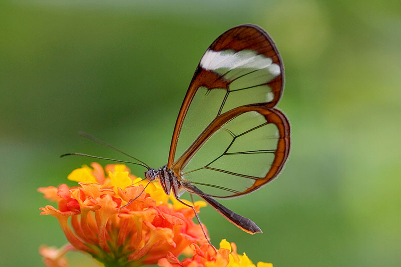 R�yada KeLebek �Ld�rmek