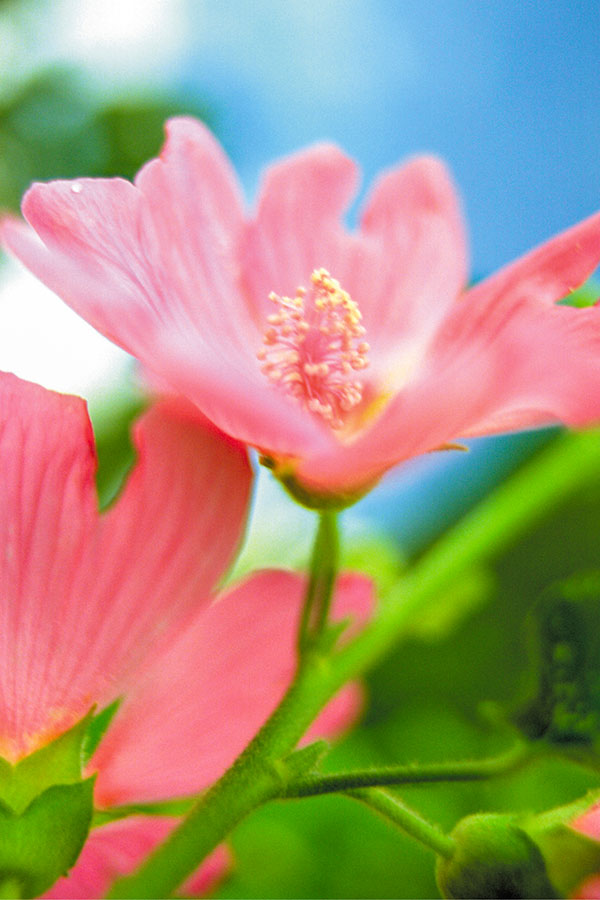 Pembe Çiçek - Çiçek Tabloları